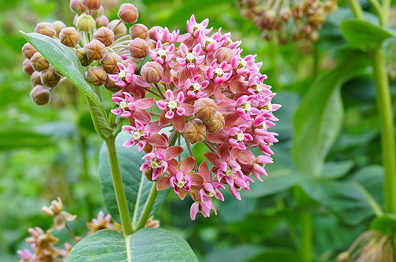 Beyond Orange: Exploring the Colorful World of Butterfly Weed Varieties - Shrubhub