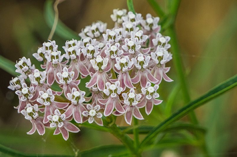 Beyond Orange: Exploring the Colorful World of Butterfly Weed Varieties - Shrubhub