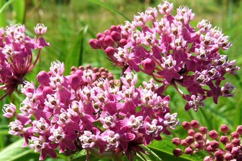 Beyond Orange: Exploring the Colorful World of Butterfly Weed Varieties - Shrubhub