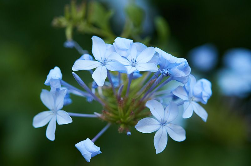 Blue Marvels: Maximizing the Potential of Plumbago - Shrubhub