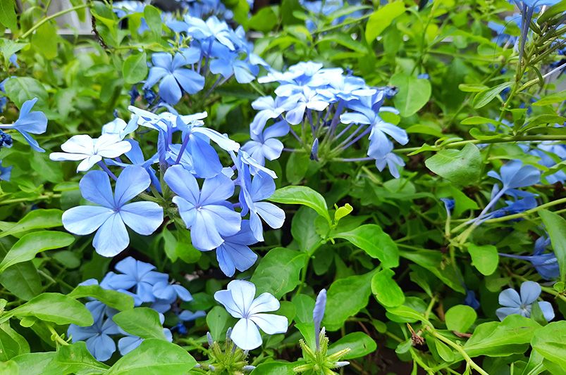 Blue Marvels: Maximizing the Potential of Plumbago - Shrubhub