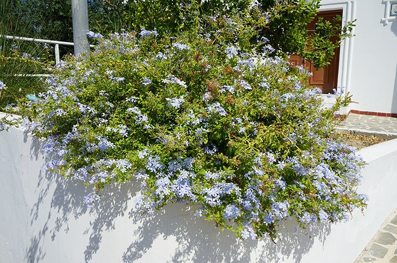 Blue Marvels: Maximizing the Potential of Plumbago - Shrubhub