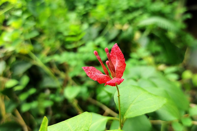 Blue Marvels: Maximizing the Potential of Plumbago - Shrubhub