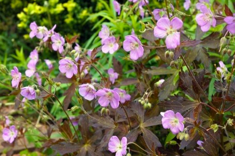 Geranium: Which Varieties Are Best For Your Landscape - Shrubhub