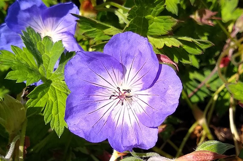 Geranium: Which Varieties Are Best For Your Landscape - Shrubhub