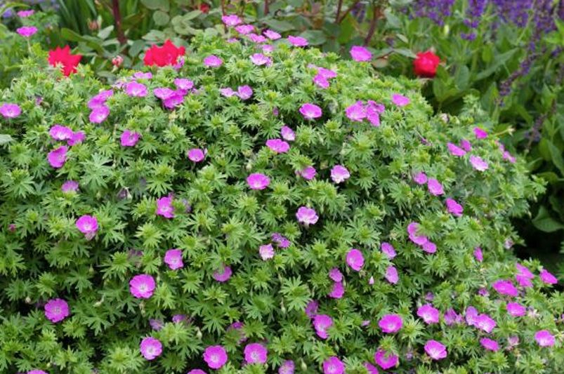 Geranium: Which Varieties Are Best For Your Landscape - Shrubhub