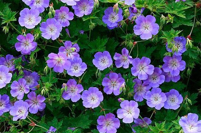 Geranium: Which Varieties Are Best For Your Landscape - Shrubhub