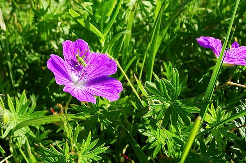 Geranium: Which Varieties Are Best For Your Landscape - Shrubhub