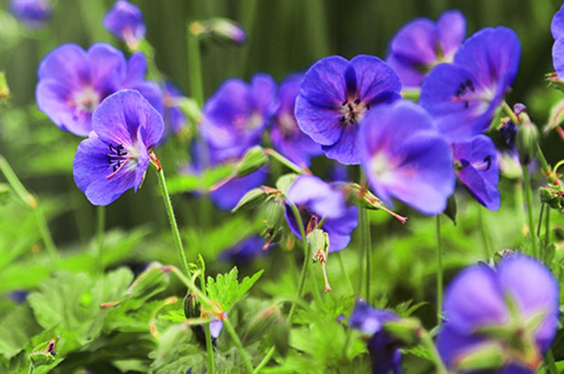 Geranium: Which Varieties Are Best For Your Landscape - Shrubhub