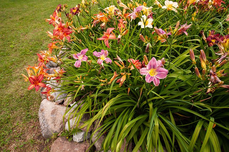 The Daylily Diaries: Secrets to a Perennial Garden Paradise - Shrubhub