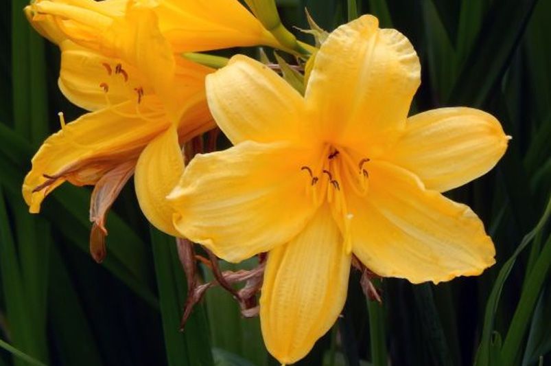 The Daylily Diaries: Secrets to a Perennial Garden Paradise - Shrubhub