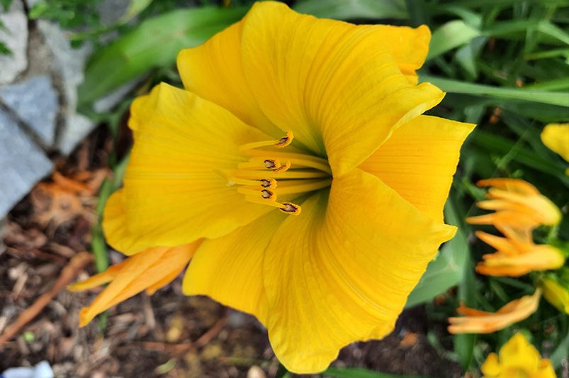 The Daylily Diaries: Secrets to a Perennial Garden Paradise - Shrubhub