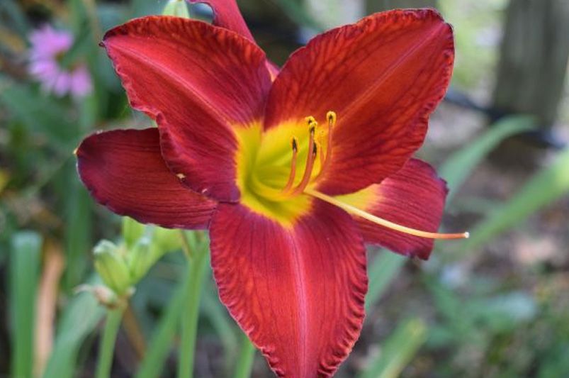 The Daylily Diaries: Secrets to a Perennial Garden Paradise - Shrubhub