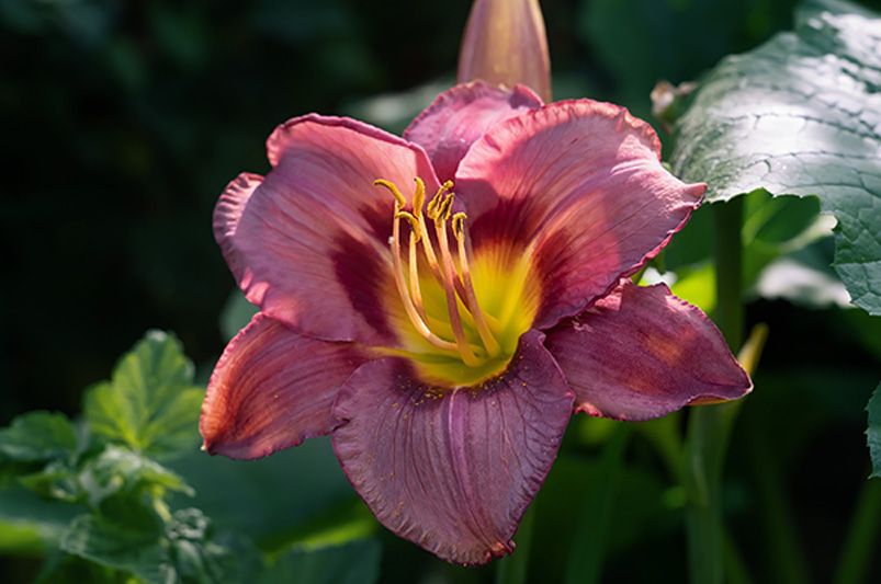 The Daylily Diaries: Secrets to a Perennial Garden Paradise - Shrubhub