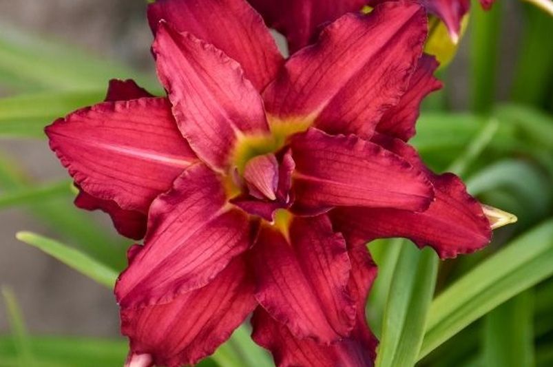 The Daylily Diaries: Secrets to a Perennial Garden Paradise - Shrubhub