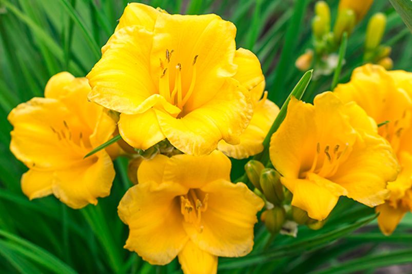 The Daylily Diaries: Secrets to a Perennial Garden Paradise - Shrubhub