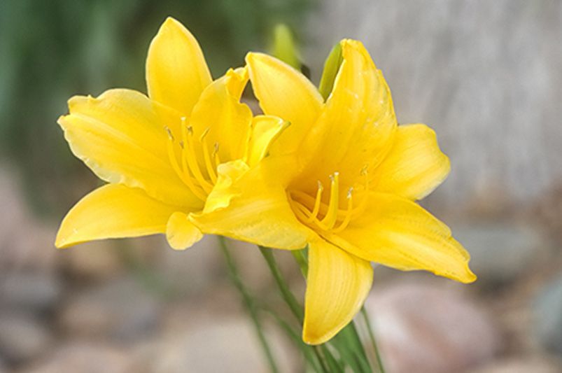 The Daylily Diaries: Secrets to a Perennial Garden Paradise - Shrubhub