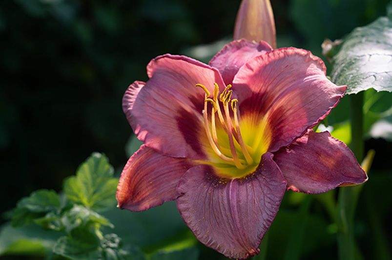 Colorful Blooms: Enhance Your Garden with Daylilies - Shrubhub