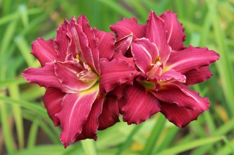 Colorful Blooms: Enhance Your Garden with Daylilies - Shrubhub