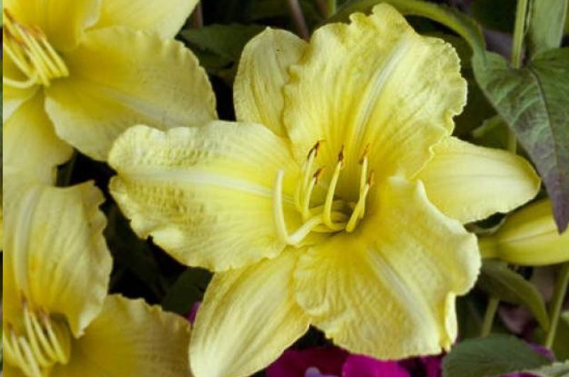 Colorful Blooms: Enhance Your Garden with Daylilies - Shrubhub