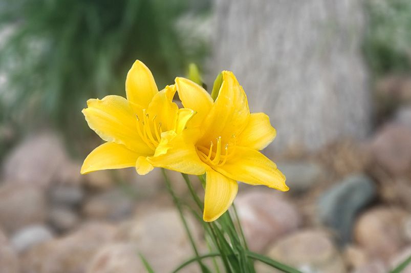 Colorful Blooms: Enhance Your Garden with Daylilies - Shrubhub