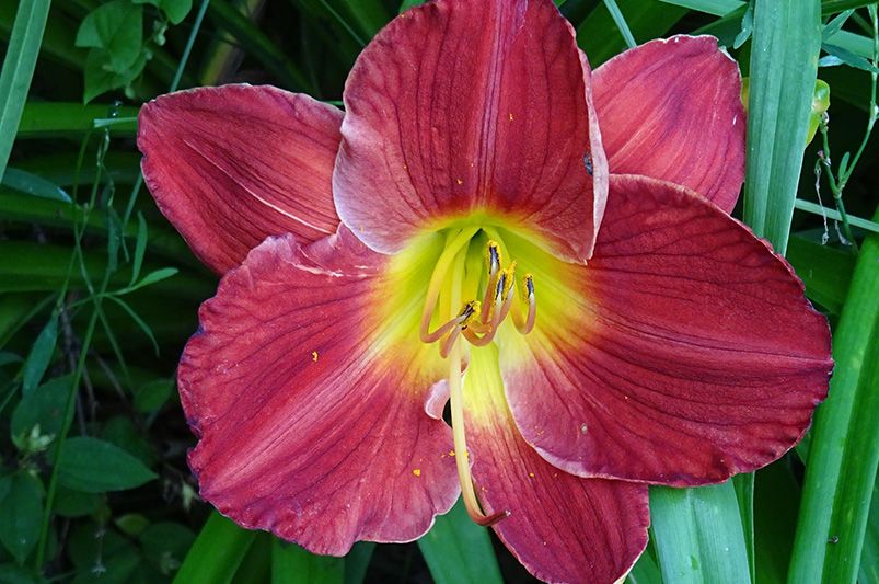 Colorful Blooms: Enhance Your Garden with Daylilies - Shrubhub