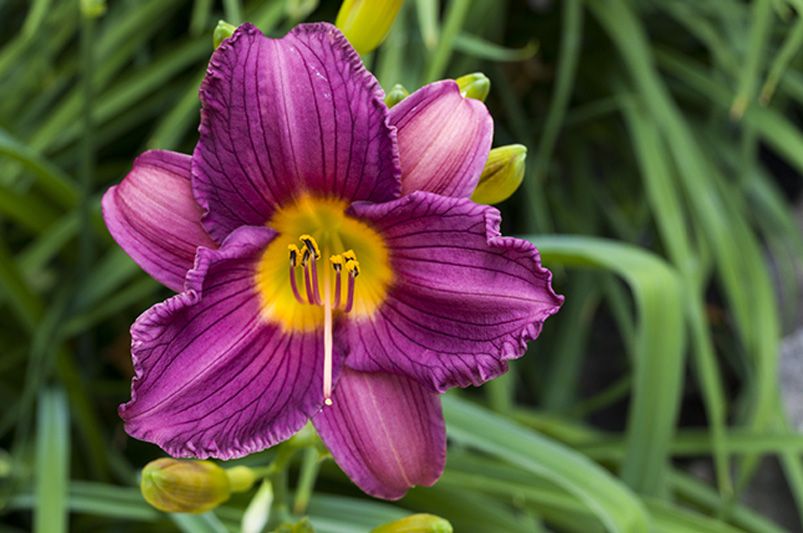 Colorful Blooms: Enhance Your Garden with Daylilies - Shrubhub