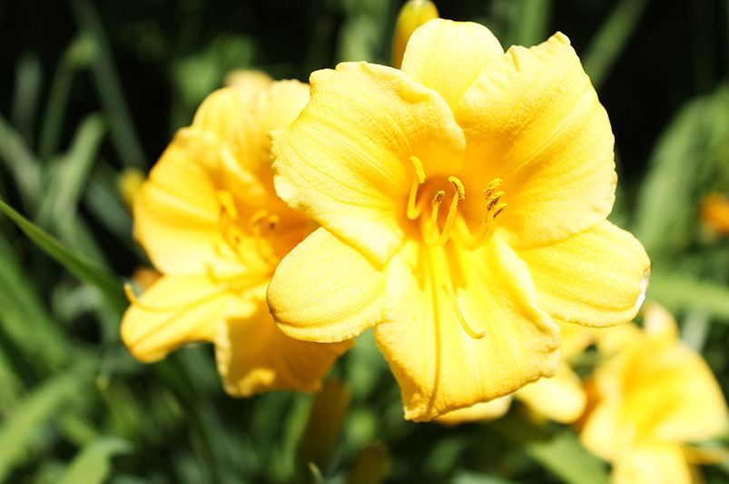 Colorful Blooms: Enhance Your Garden with Daylilies - Shrubhub