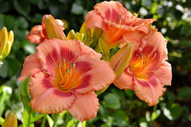 Colorful Blooms: Enhance Your Garden with Daylilies - Shrubhub