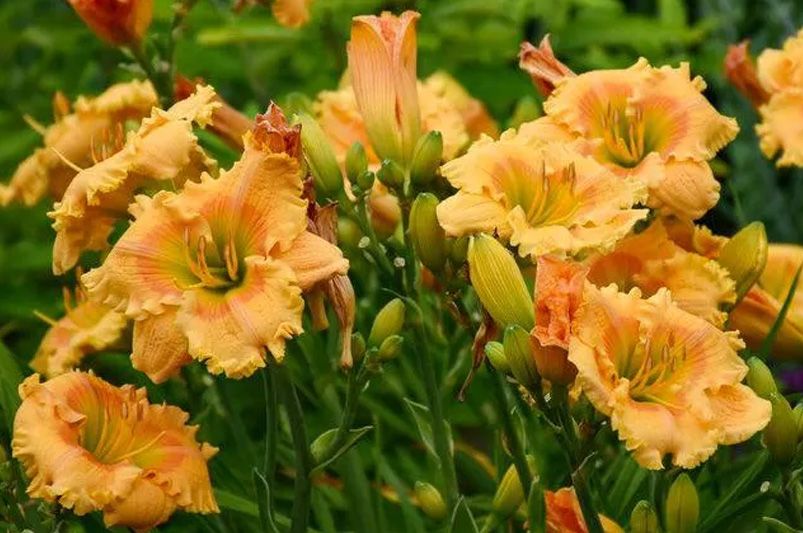 Colorful Blooms: Enhance Your Garden with Daylilies - Shrubhub