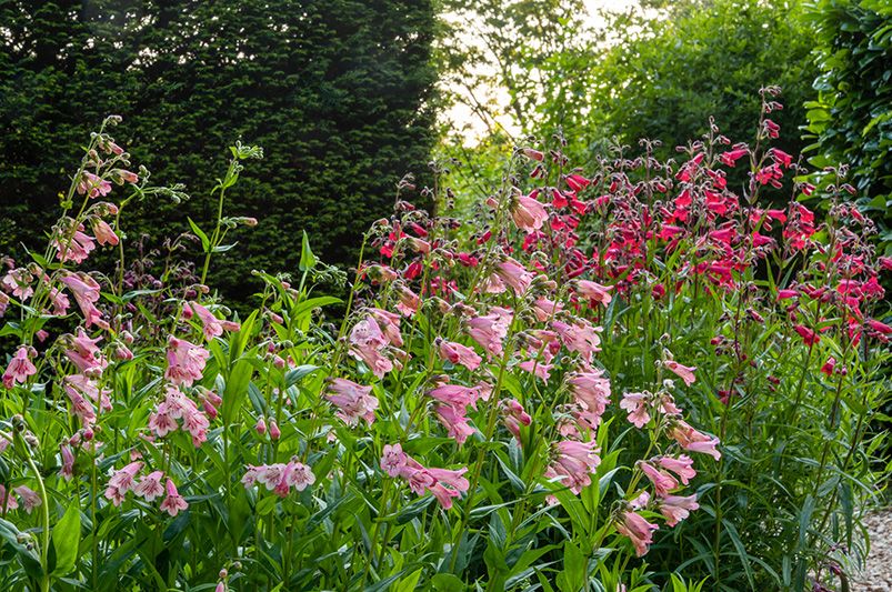 A Step-by-Step Guide for Growing Healthy Foxgloves  - Shrubhub