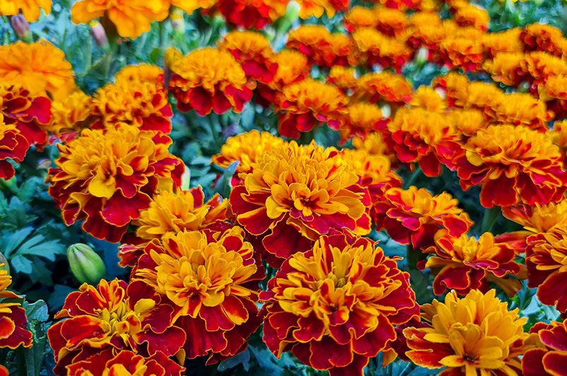 A Symphony of Sunshine: Exploring the Diverse Colors and Forms of Marigold Varieties - Shrubhub