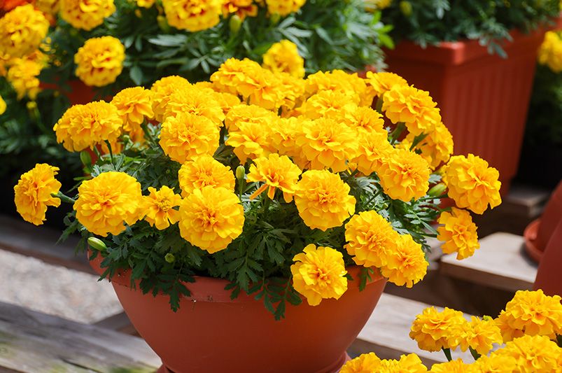 A Symphony of Sunshine: Exploring the Diverse Colors and Forms of Marigold Varieties - Shrubhub