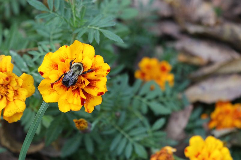 A Symphony of Sunshine: Exploring the Diverse Colors and Forms of Marigold Varieties - Shrubhub