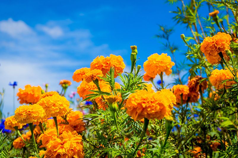 A Symphony of Sunshine: Exploring the Diverse Colors and Forms of Marigold Varieties - Shrubhub