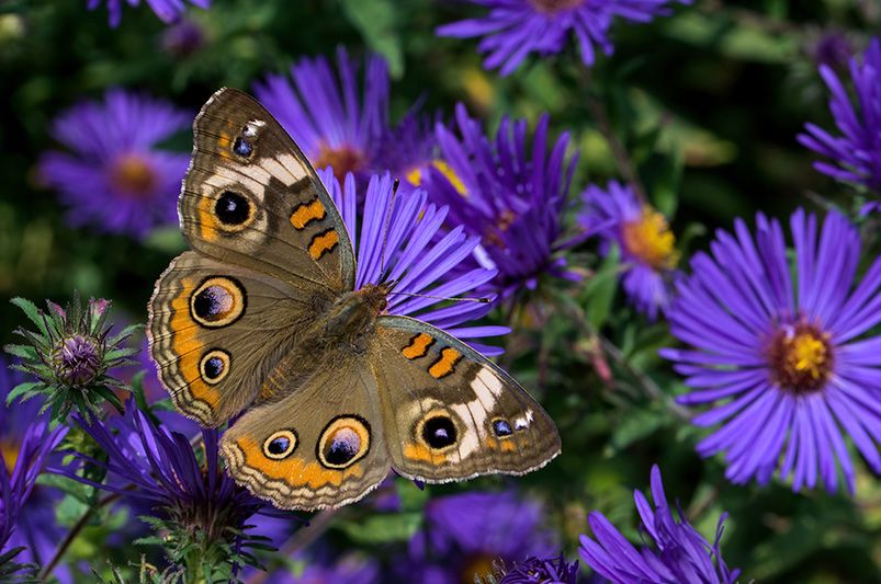 Top Tennessee Native Plants for Yard Landscaping - Shrubhub