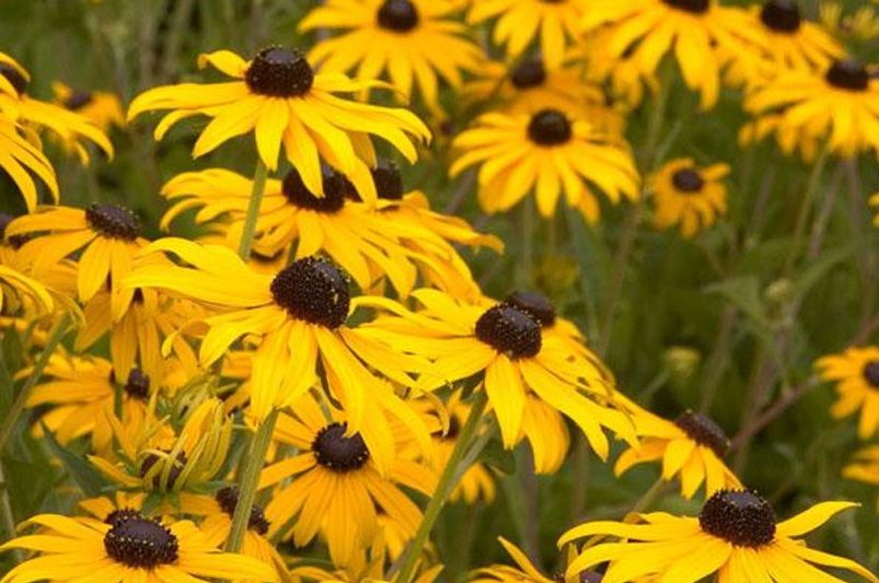 Top Tennessee Native Plants for Yard Landscaping - Shrubhub