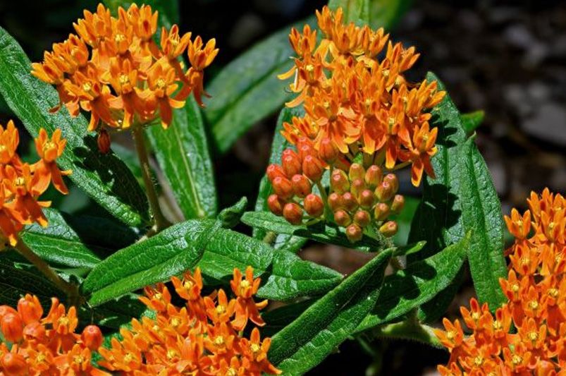 Top Tennessee Native Plants for Yard Landscaping - Shrubhub