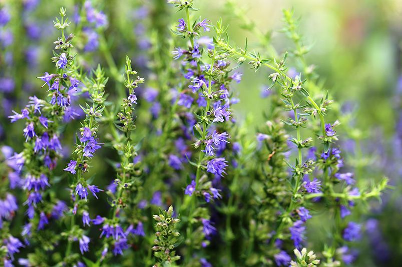 Purple Haze Hyssop: A Gardener's Guide - Shrubhub