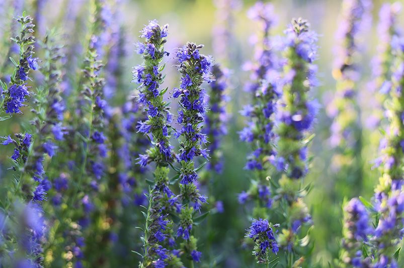 Purple Haze Hyssop: A Gardener's Guide - Shrubhub