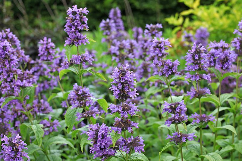 Purple Haze Hyssop: A Gardener's Guide | ShrubHub