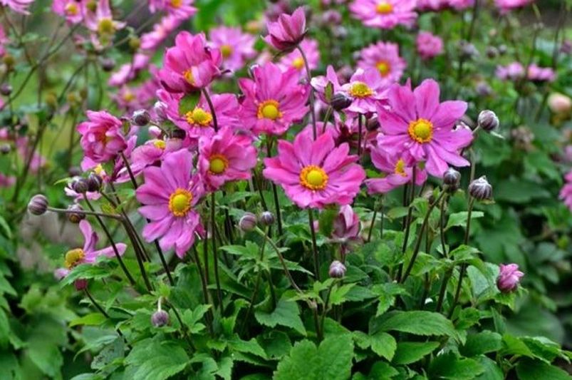 Curtain Call Deep Rose Anemones: The Ultimate Growing Guide - Shrubhub