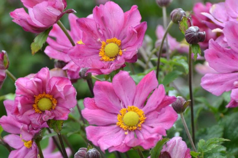 Curtain Call Deep Rose Anemones: The Ultimate Growing Guide - Shrubhub