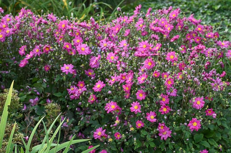 Curtain Call Deep Rose Anemones: The Ultimate Growing Guide - Shrubhub