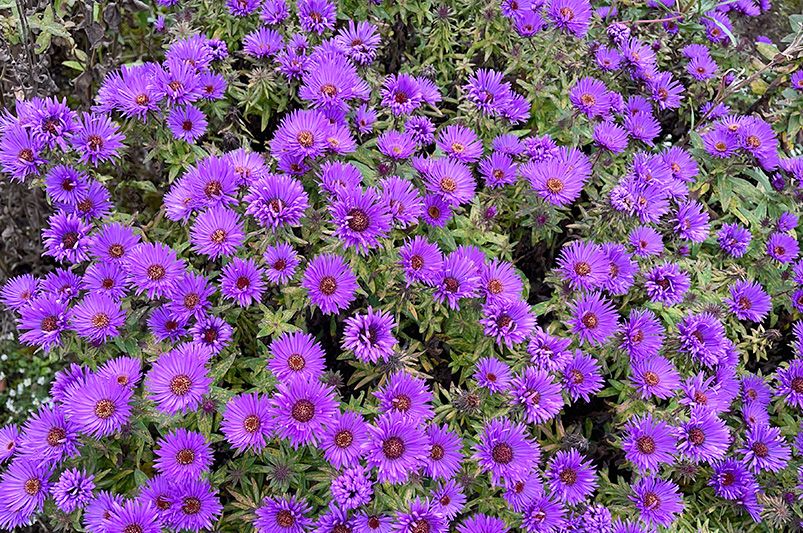 More Than Just Fall Flowers: Exploring Aster Varieties for a Year-Round Appeal - Shrubhub