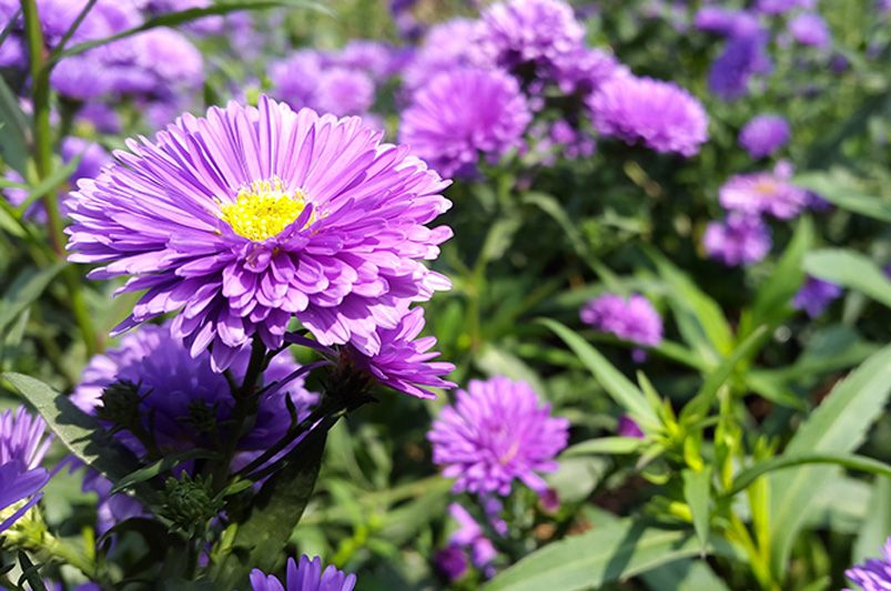 More Than Just Fall Flowers: Exploring Aster Varieties for a Year-Round Appeal - Shrubhub