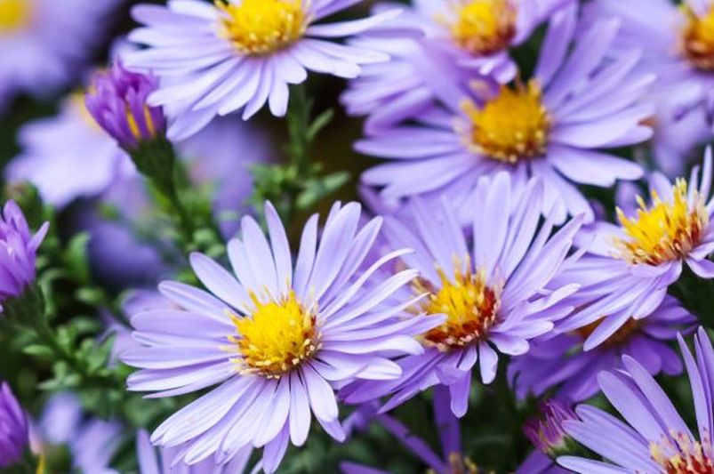 More Than Just Fall Flowers: Exploring Aster Varieties for a Year-Round Appeal - Shrubhub