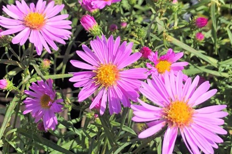 More Than Just Fall Flowers: Exploring Aster Varieties for a Year-Round Appeal - Shrubhub