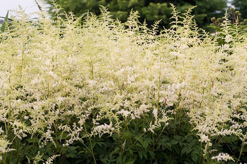 Astilbes: Nature's Answer to Drought-Resistant Landscaping! - Shrubhub