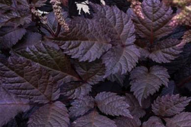 Astilbes: Nature's Answer to Drought-Resistant Landscaping! - Shrubhub